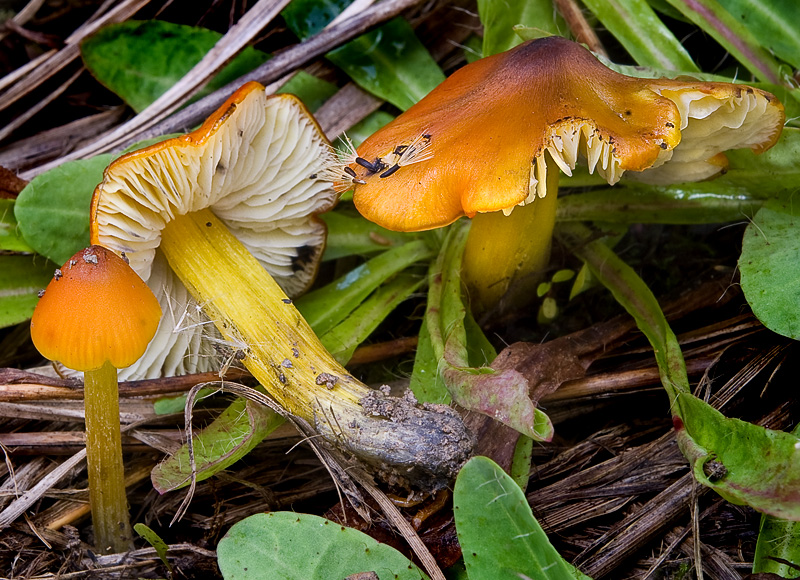 Hygrocybe conica